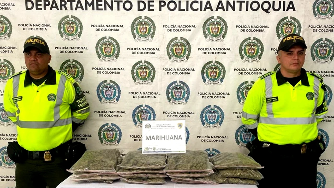 Marihuana incautada por la Policía Nacional en La Vara, Antioquia