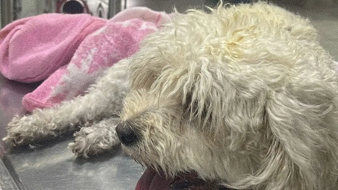 Molly, la perrita que saltó de un quinto piso durante un incendio en Neiva, recibe atención veterinaria