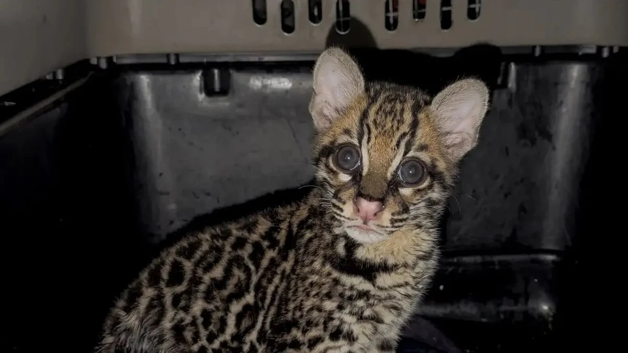 Ocelote bebé en una transportadora en el centro de fauna silvestre del Área Metropolitana