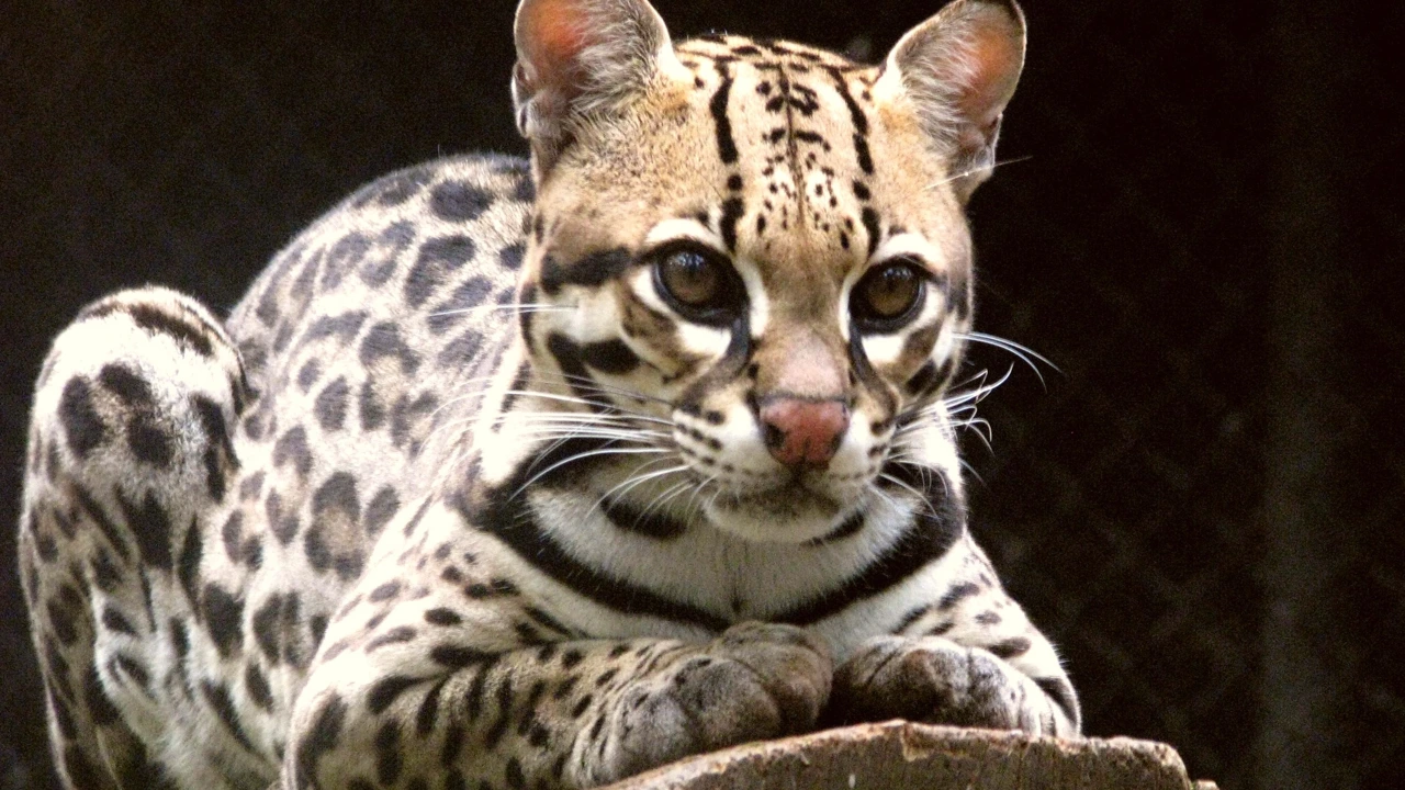 Ocelote en fotografía ilustrativa; no corresponde a Aurelio