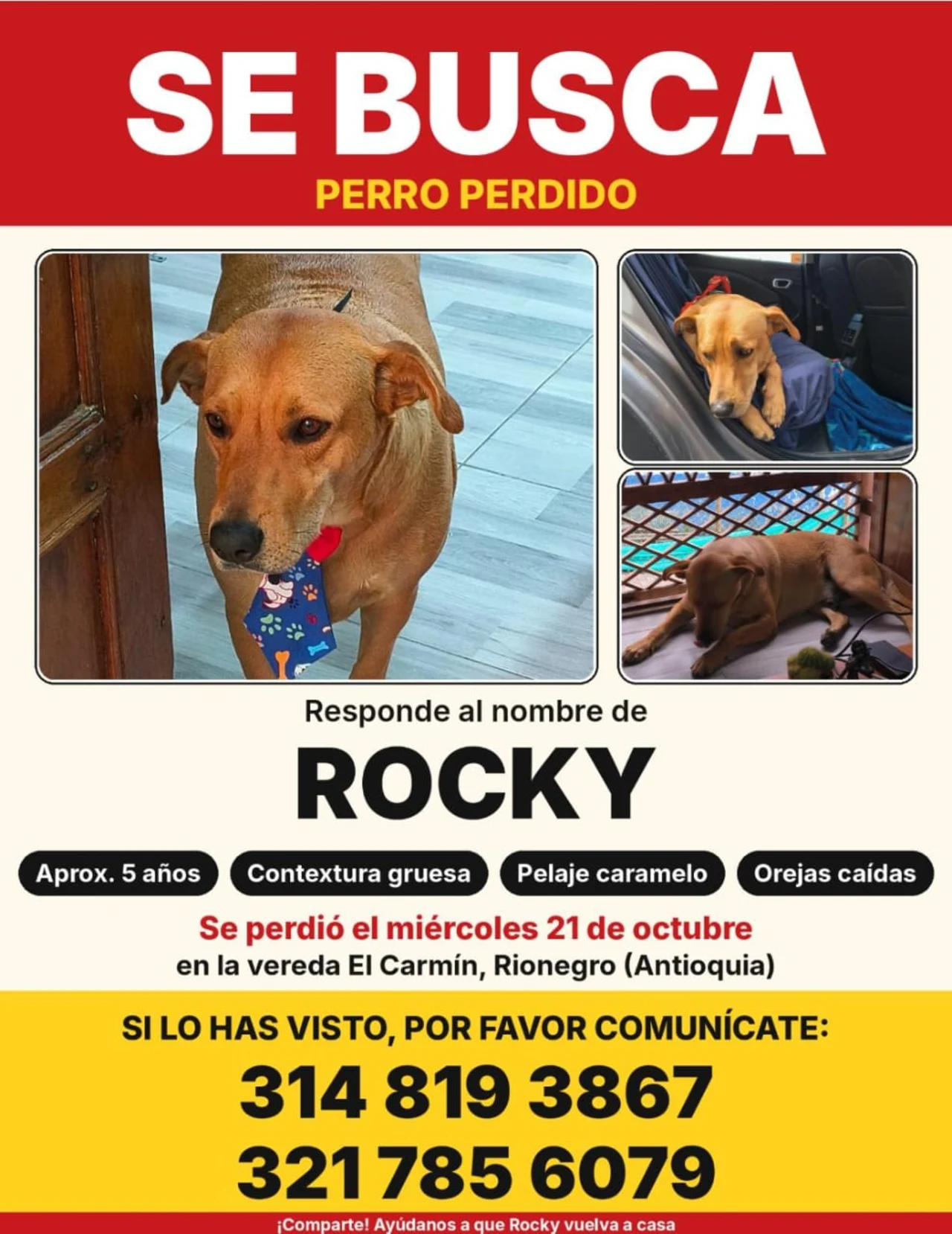 ¡Ayúdanos a encontrarlo! Rocky se perdió en la vereda El Carmín de Rionegro 2 Cartel de búsqueda de Rocky, perro extraviado en la vereda El Carmín de Rionegro