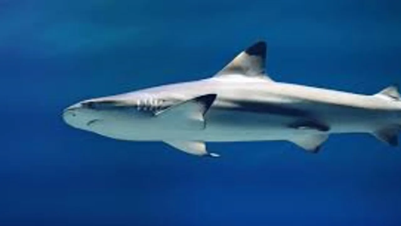 ¡Uy! Avistan tiburones blancos cerca de una playa de California y recomiendan no entrar al mar