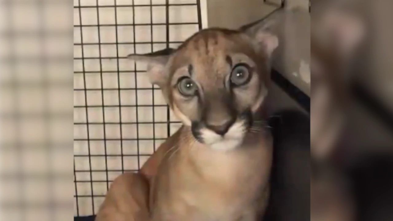 Puma bebé en una fotografía de archivo