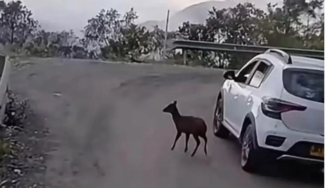 ¡Qué belleza! Venado silvestre apareció en plena vía Pasto - Mocoa y paralizó a los viajeros