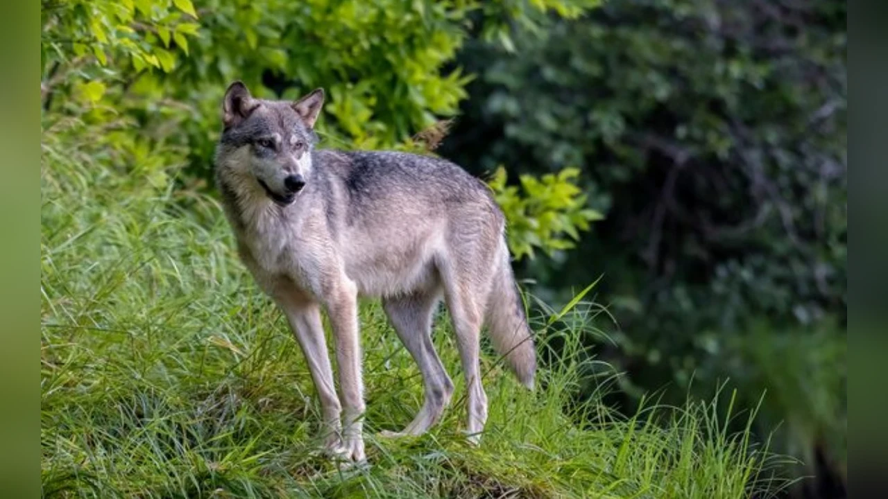 Lobo en un entorno natural: un ejemplar de lobo gris de pie sobre la hierba