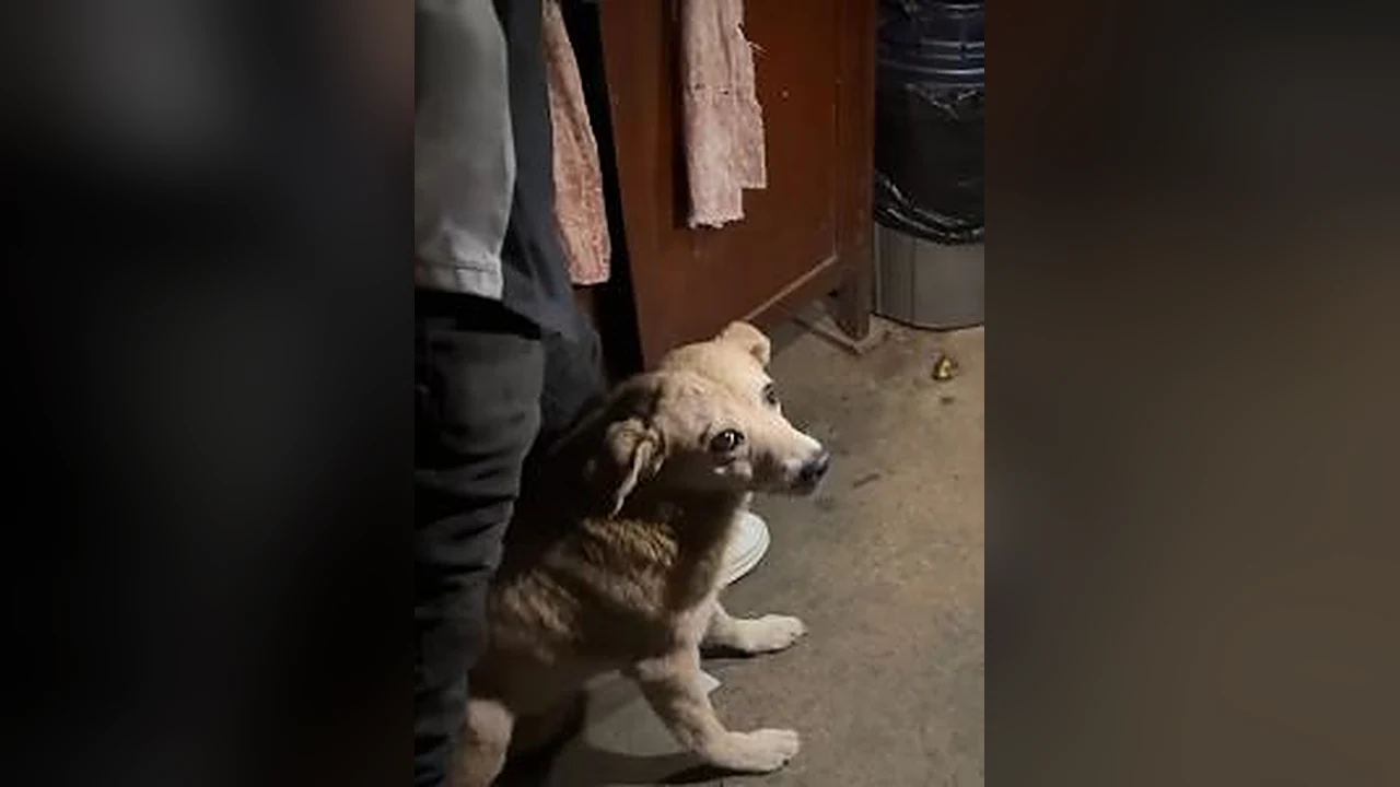 Maltrato animal en Itagüí: rescataron a 3 caninos de un criadero ilegal en Colinas del Sur 2 Cachorro rescatado por presunto maltrato animal en Colinas del Sur, Itagüí