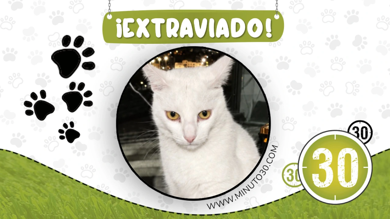 2 MASCOTA GATO BLANCO