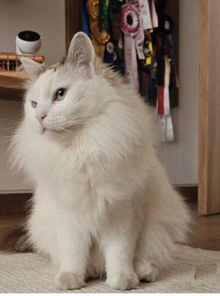 «Jamás imaginé que doliera tanto»: Andrea Serna despidió a Copito, su adorado gato 2 Copito, el gato de Andrea Serna