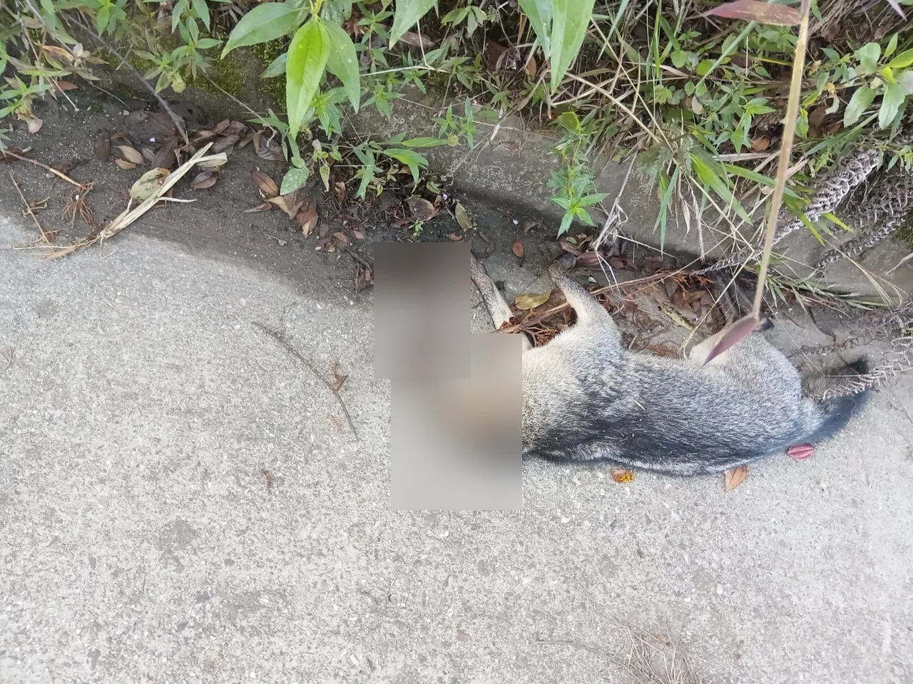 ¿No lo vieron? Zorro perro murió en una vía del Oriente antioqueño 2 ¿No lo vieron? Zorro perro murió en una vía del Oriente antioqueño