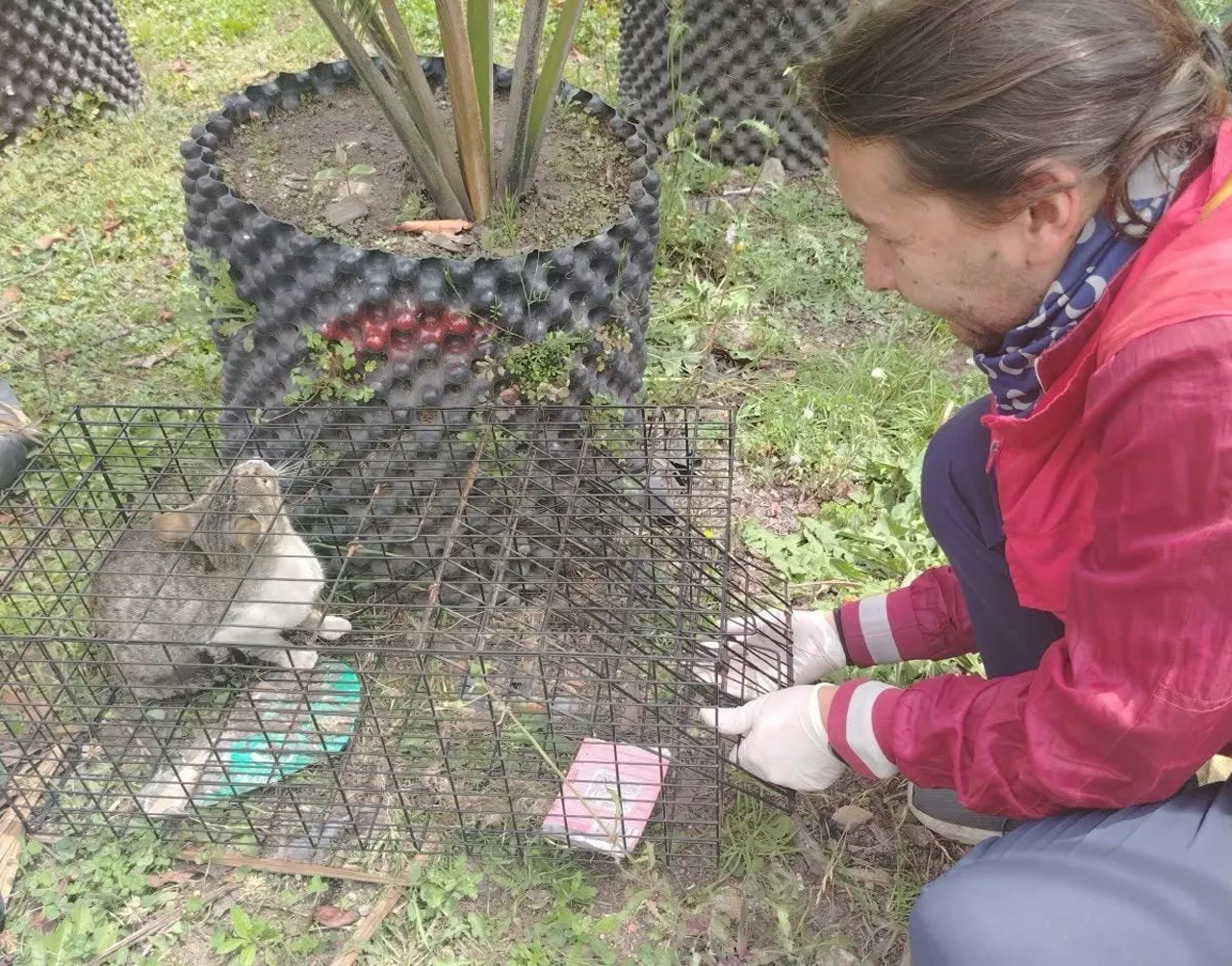 «Cayó en la jaula»: rescatan a la gata preñada de un predio en la localidad de Santa Fe 2 Gata preñada rescatada en un predio de la localidad de Santa Fe, Bogotá