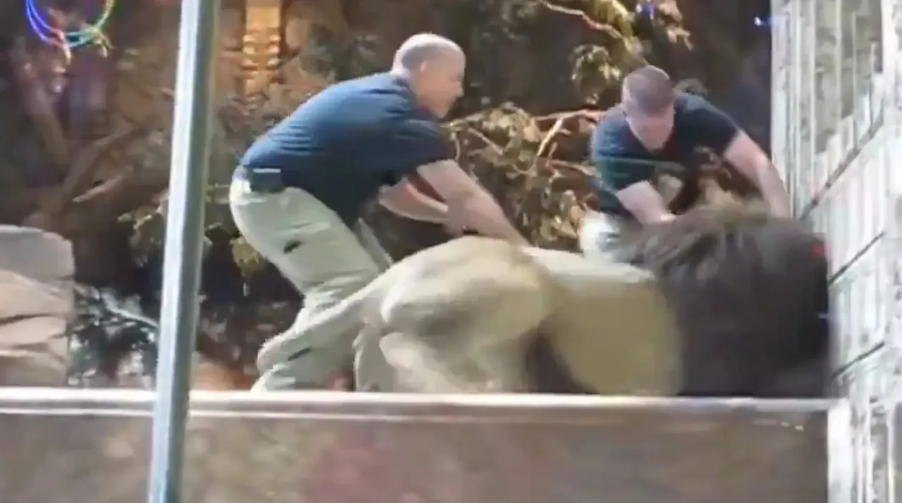 ¡Se le fue encima! Video viral muestra a un león atacando a un cuidador en pleno show de un zoológico 1 Captura del video en el que un león ataca a un cuidador en un zoológico