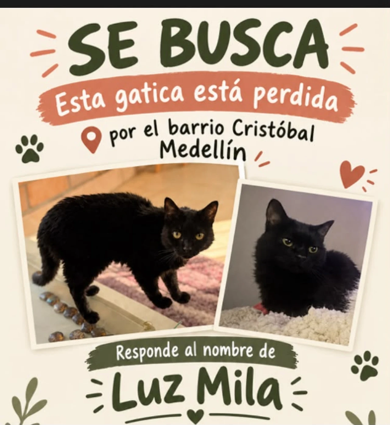 ¡Ayudemos a Luz Mila! Buscan en el barrio Cristóbal a una gatica enferma que necesita cuidados especiales 2 Cartel de búsqueda de Luz Mila, perdida en el barrio Cristóbal de Medellín