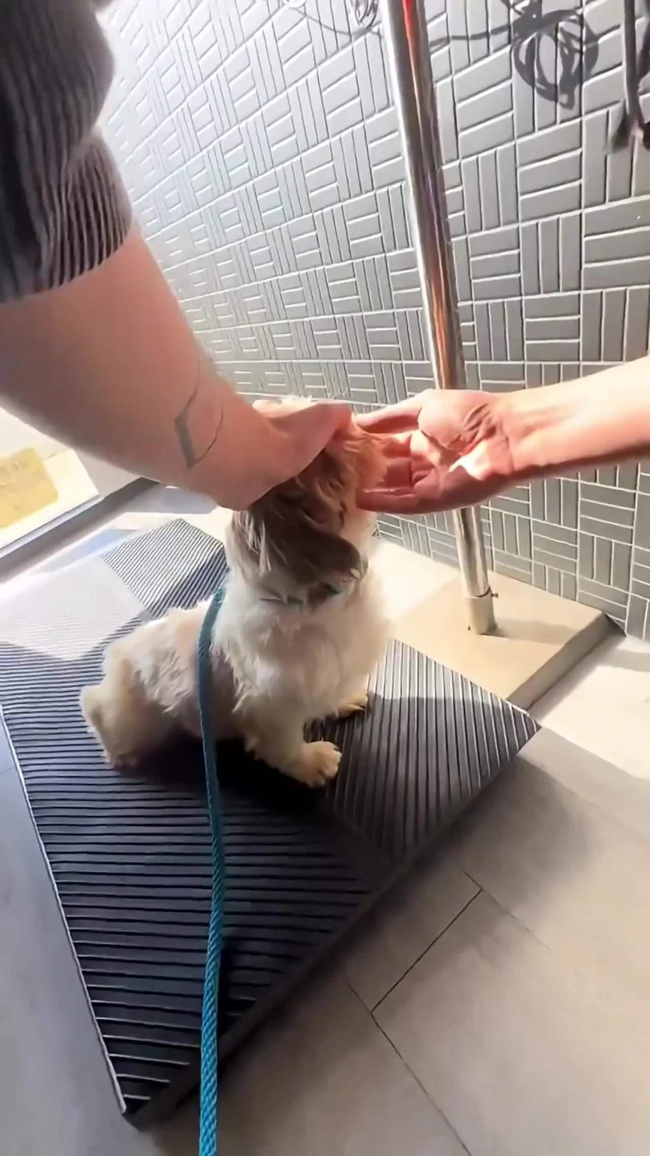 Lo abandonaron hasta con su camita... y alguien le cambió su suerte 3 Perrito rescatado en mesa de peluquería canina