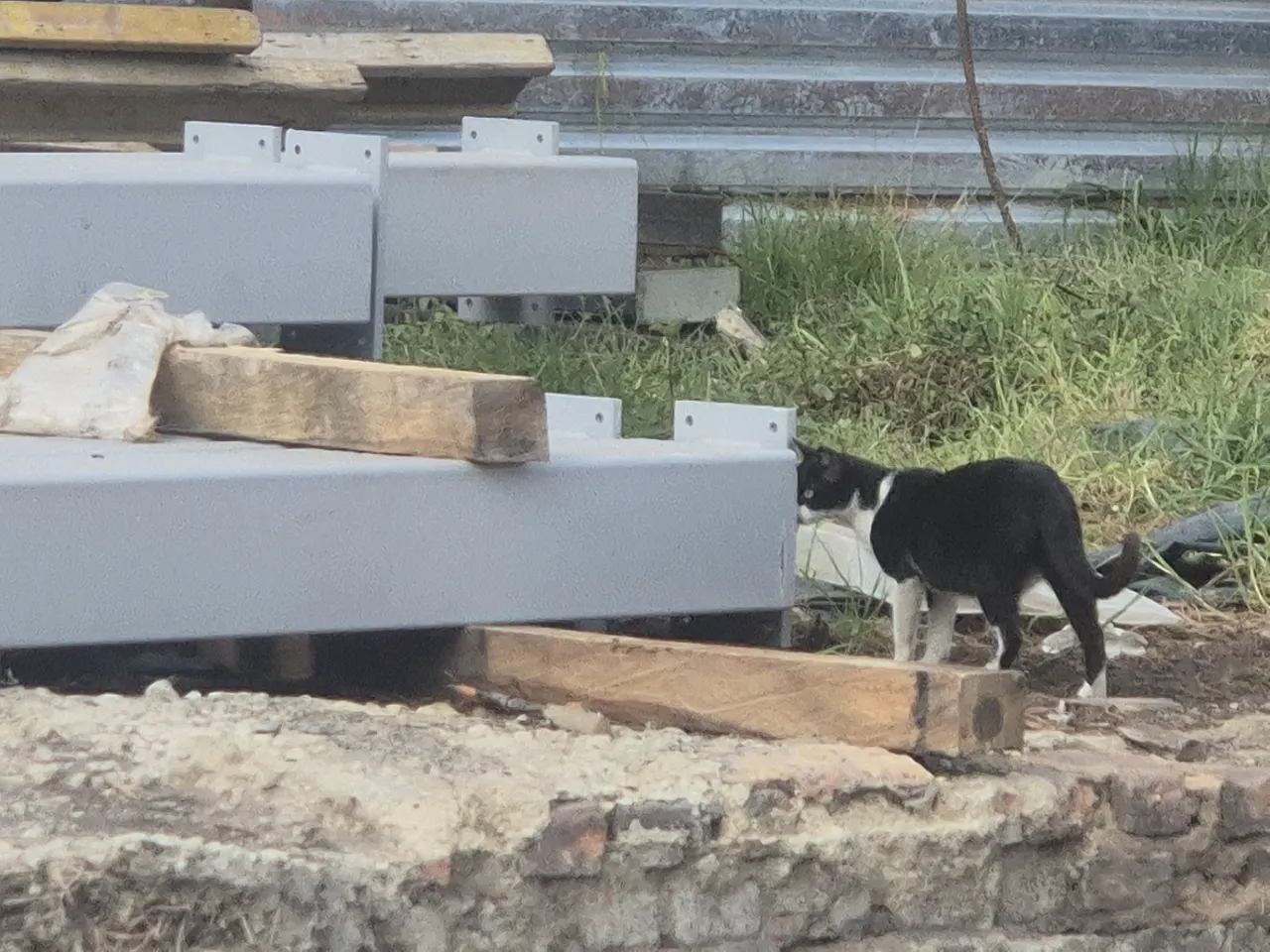 «Cayó en la jaula»: rescatan a la gata preñada de un predio en la localidad de Santa Fe 3 Otra de las gatas que aún permanece en el predio de Santa Fe