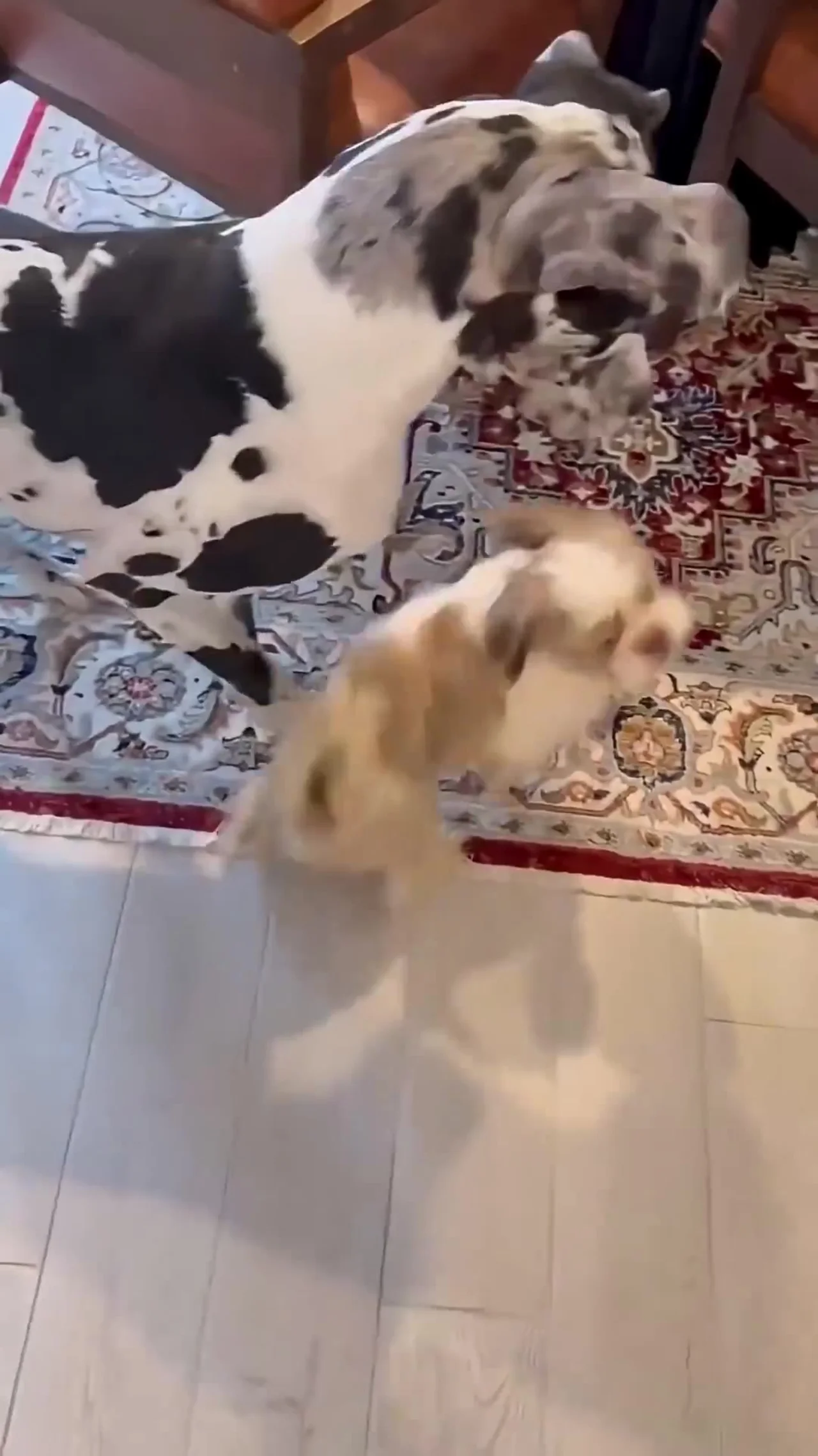 Lo abandonaron hasta con su camita... y alguien le cambió su suerte 4 Perrito rescatado jugando con un gran danés en su nuevo hogar
