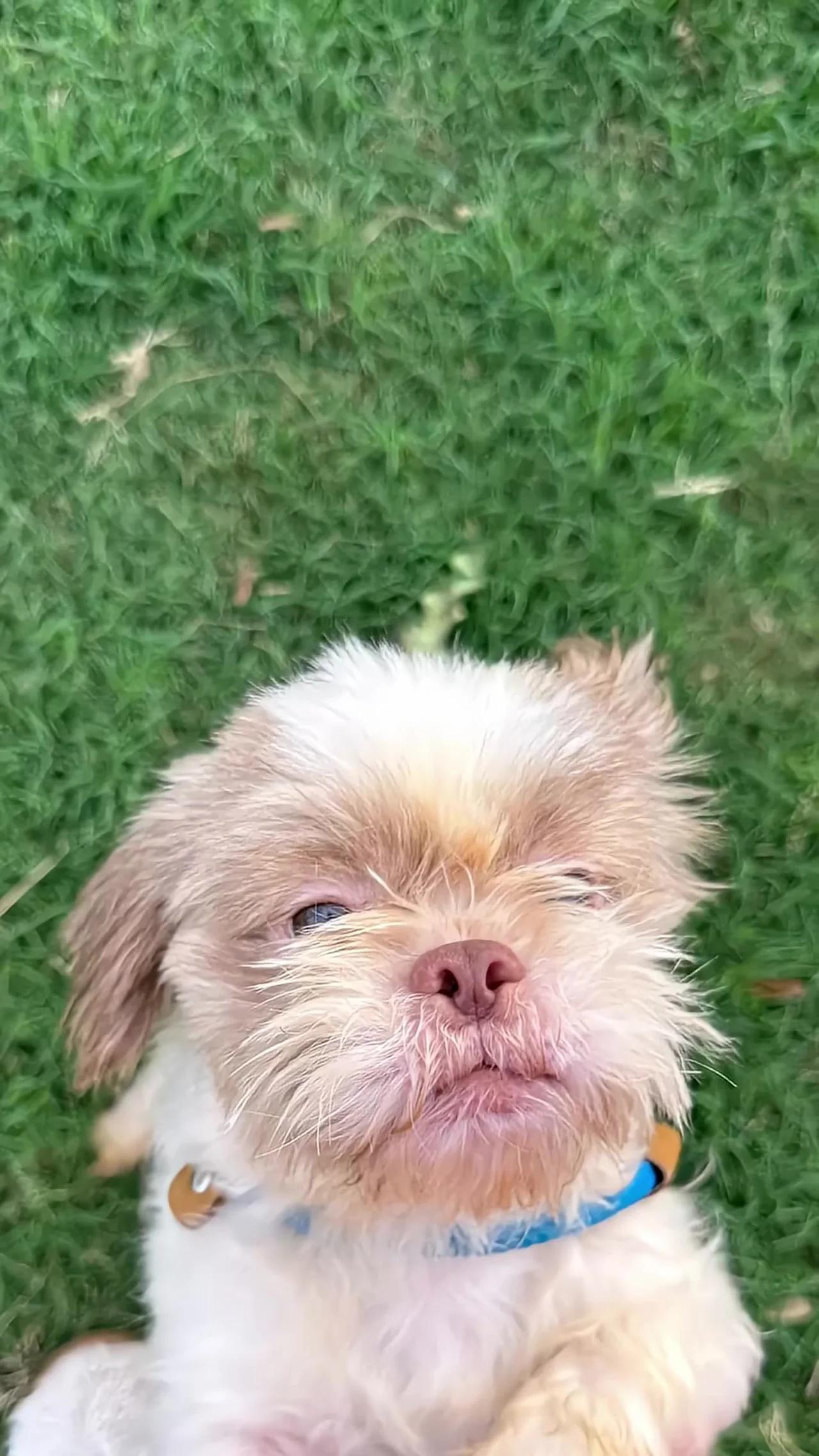 Lo abandonaron hasta con su camita... y alguien le cambió su suerte 5 Perrito rescatado, limpio y con collar nuevo, en el pasto