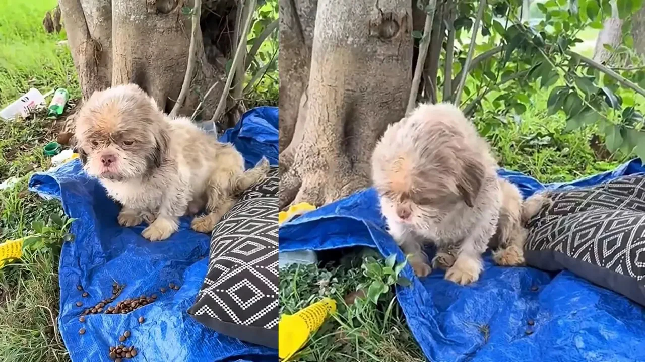 Lo abandonaron hasta con su camita... y alguien le cambió su suerte 1 Perrito abandonado junto a su cama y su tarro de agua en un parque