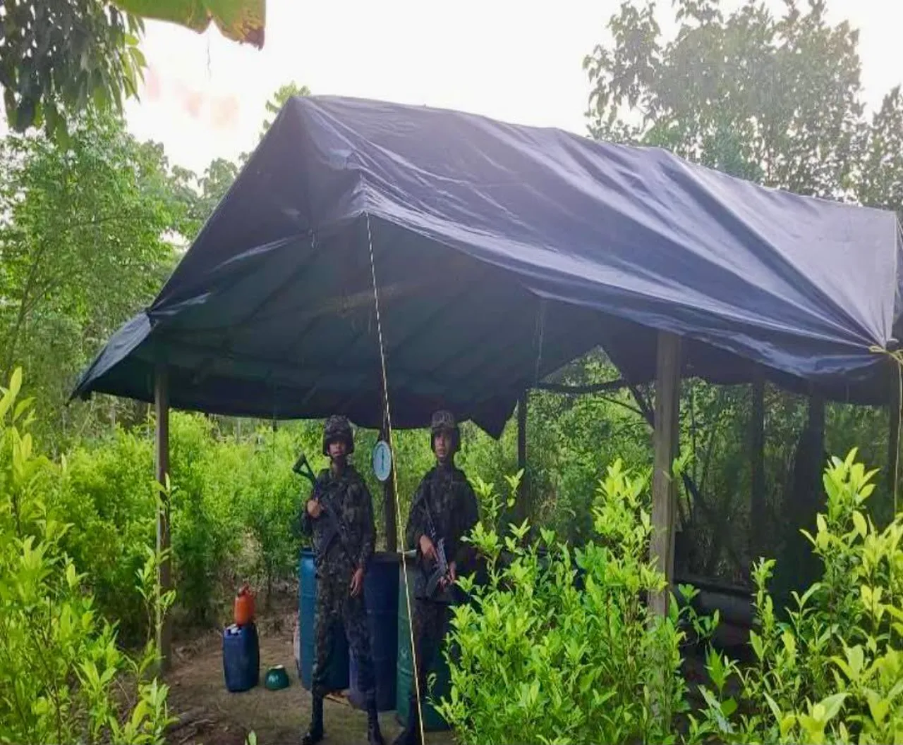 ¡Golpe al Clan del Golfo en el Chocó! Destruyen estructura de pasta base de coca en Belén de Bajirá 3 Soldados junto a una estructura cubierta con plástico en zona rural del Chocó