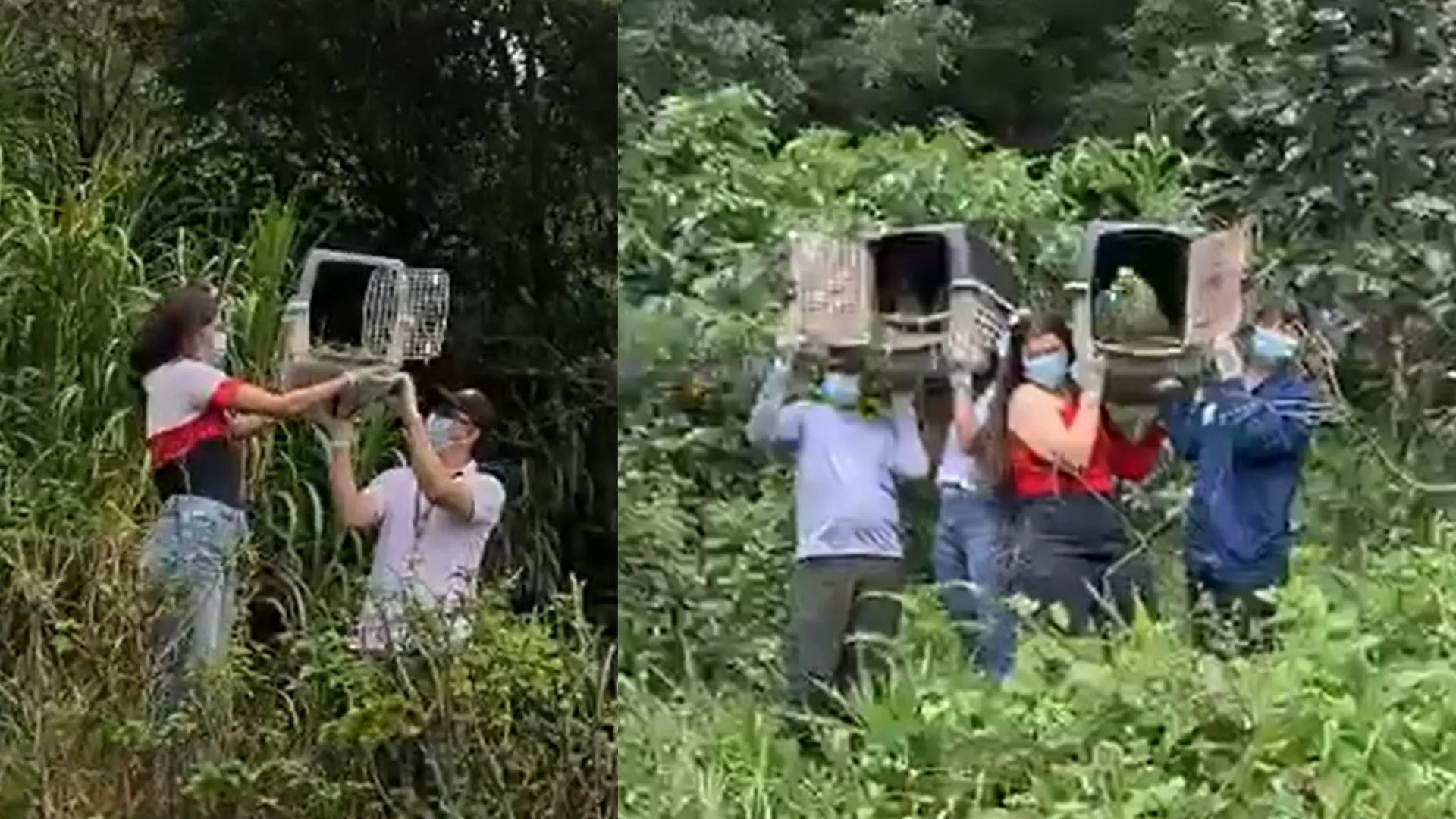 ¡De nuevo en libertad! 57 animales silvestres fueron liberados tras completar su recuperación en Medellín