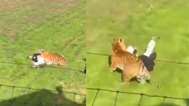 ¡Tragedia en zoológico de Inglaterra! Hombre entró al recinto de un tigre y el ataque quedó grabado en video