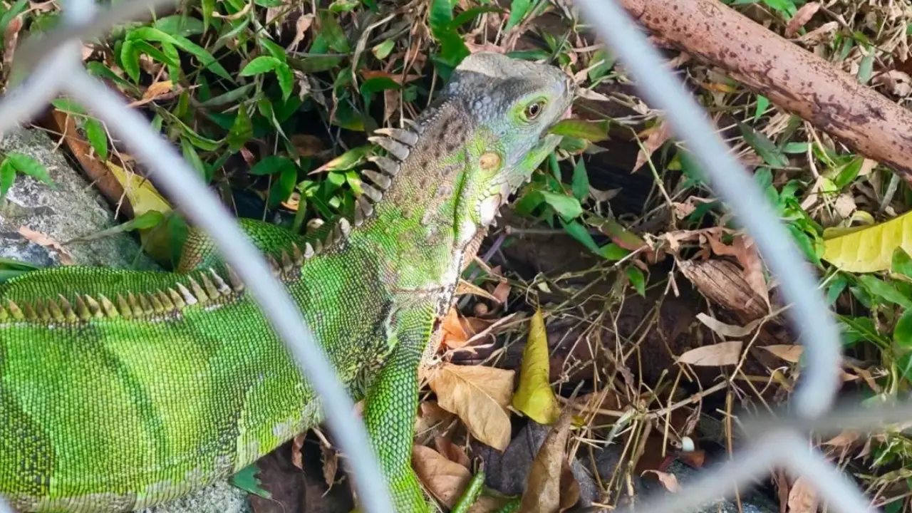 Metro de la 80 protege la fauna silvestre que habita en el corredor de la obra 2 Metro de la 80 protege la fauna silvestre que habita en el corredor de la obra