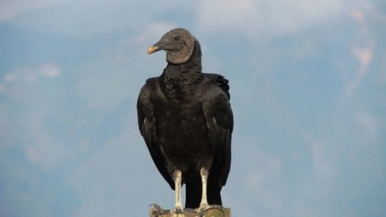 Metro de la 80 protege la fauna silvestre que habita en el corredor de la obra 3 Metro de la 80 protege la fauna silvestre que habita en el corredor de la obra
