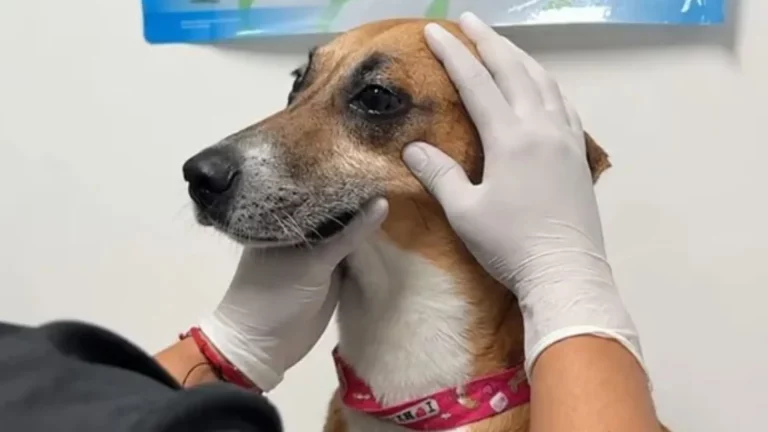 Rescataron a un perrito en Cali tras una denuncia por presunto maltrato: así lo encontraron