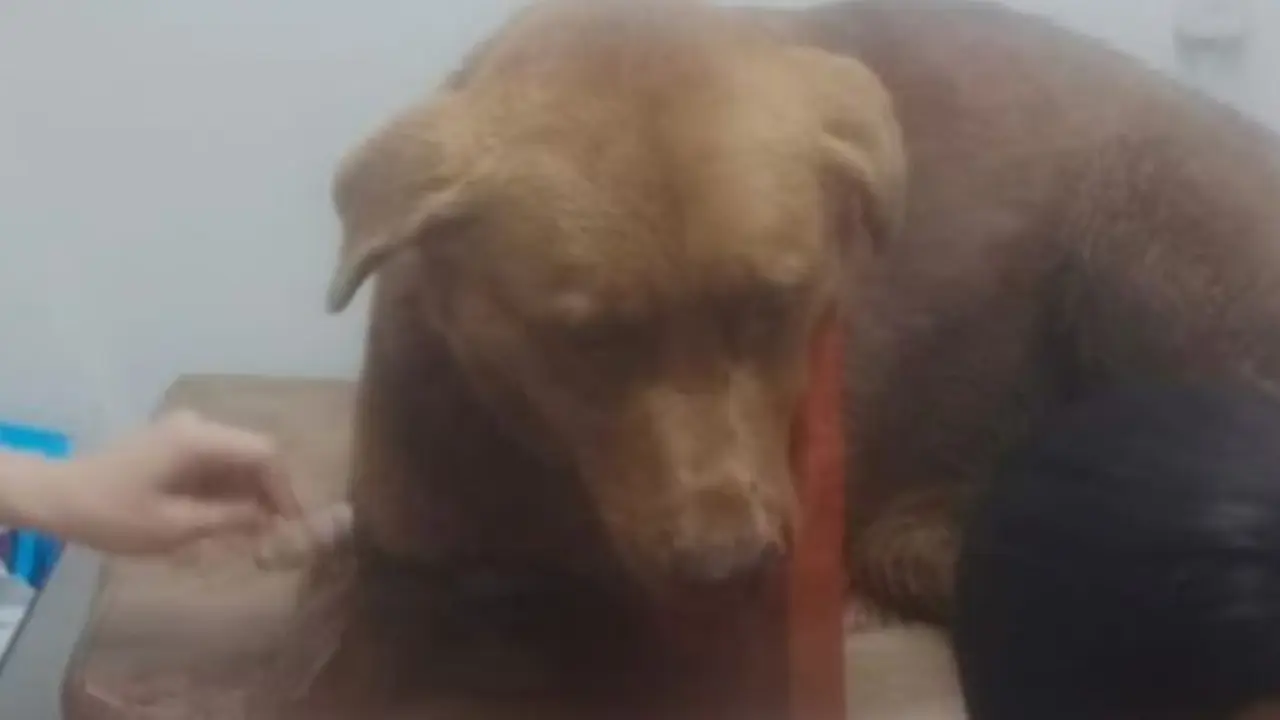 ¡A machete! Perro fue hallado con graves heridas en La Unión: buscan al responsable de este caso de maltrato animal