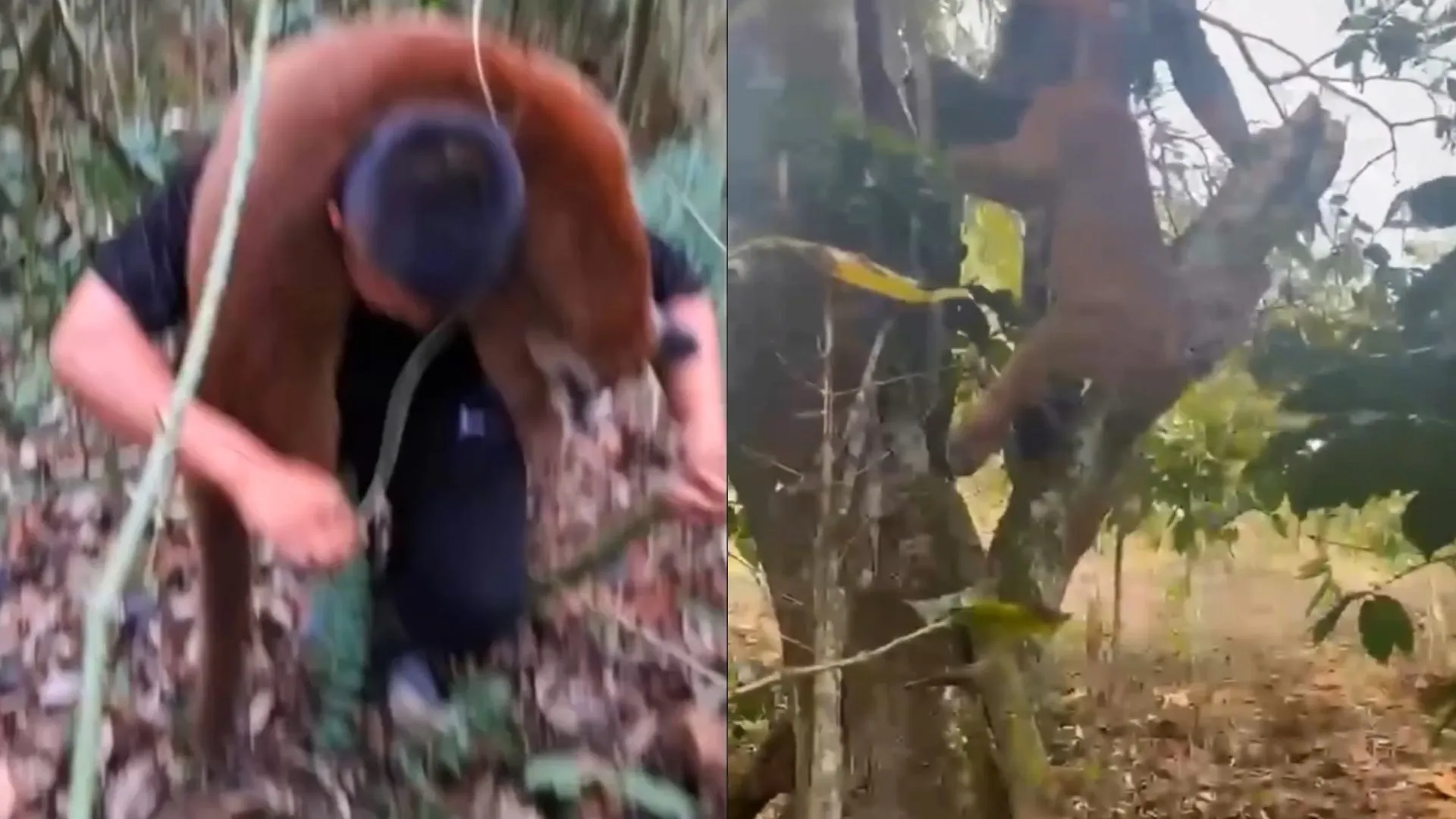 ¡La intervención evitó una tragedia! Rescatan a una mamá puma y su cría tras amenazas de muerte en el Cauca 2 ¡La intervención evitó una tragedia! Rescatan a una mamá puma y su cría tras amenazas de muerte en el Cauca