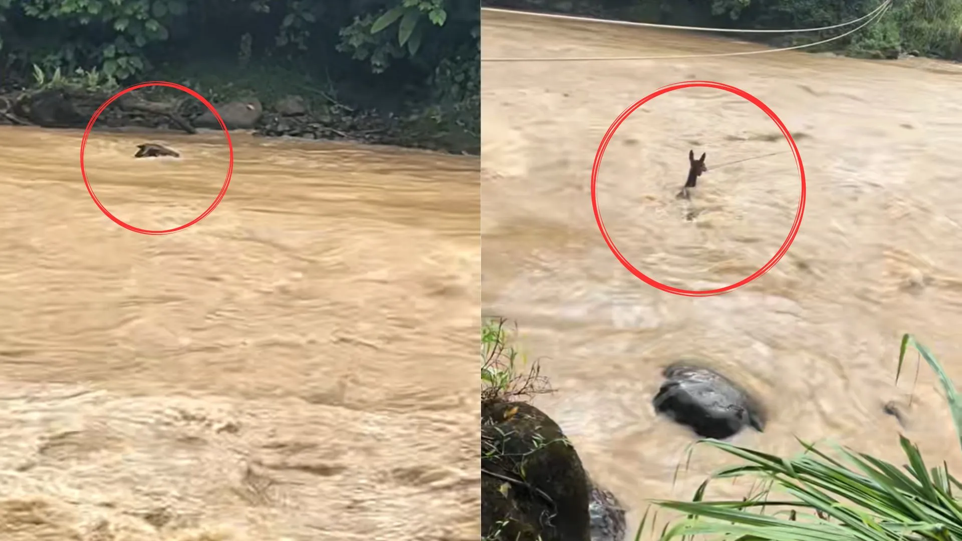 Sin puente y a merced de la corriente: campesinos en Urrao arriesgan su vida para cruzar el río Penderisco