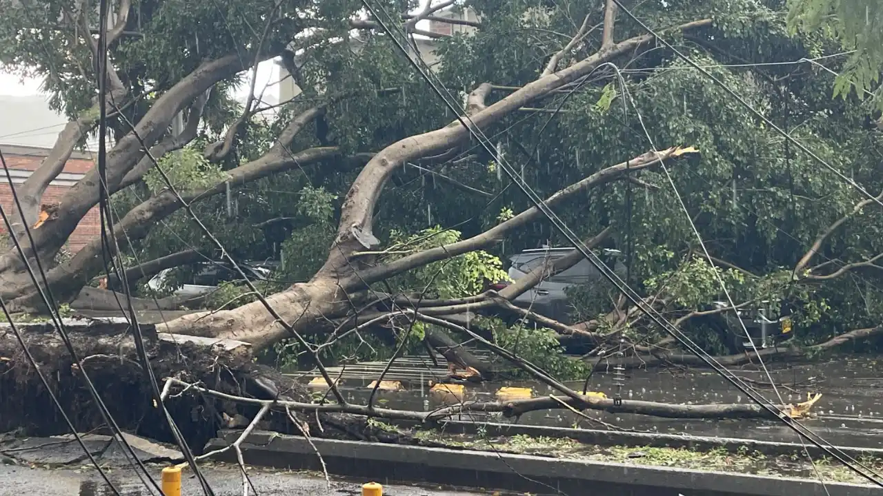 ¡Árboles al piso en Medellín! Lluvias provocan caídas en varios sectores de la ciudad 1 ¡Árboles al piso en Medellín! Lluvias provocan caídas en varios sectores de la ciudad