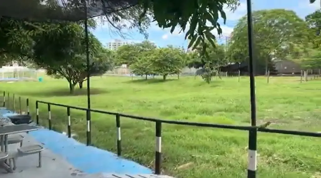 ¡Por el bien de las iguanas! La San Martín deja atrás las láminas de zinc . . . para siempre 6 arbol san martin1