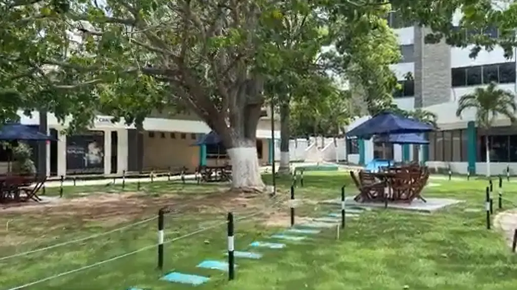¡Por el bien de las iguanas! La San Martín deja atrás las láminas de zinc . . . para siempre 3 arbol san martin3
