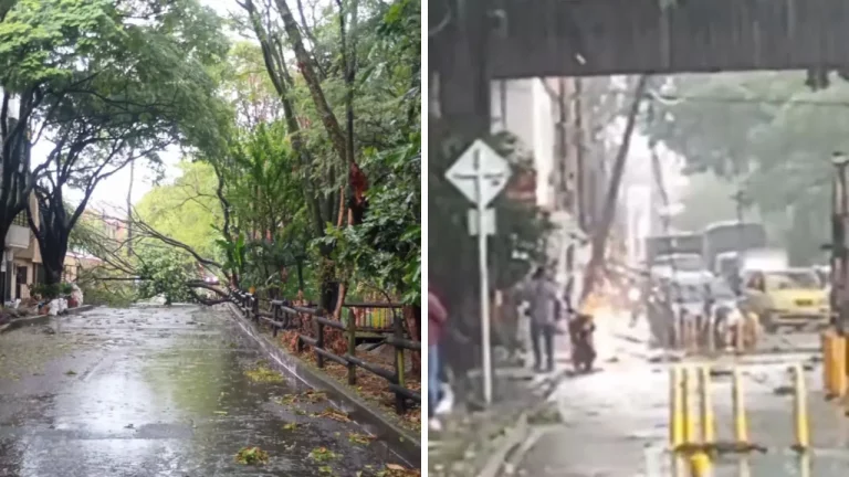 ¡Árboles al piso en Medellín! Lluvias provocan caídas en varios sectores de la ciudad