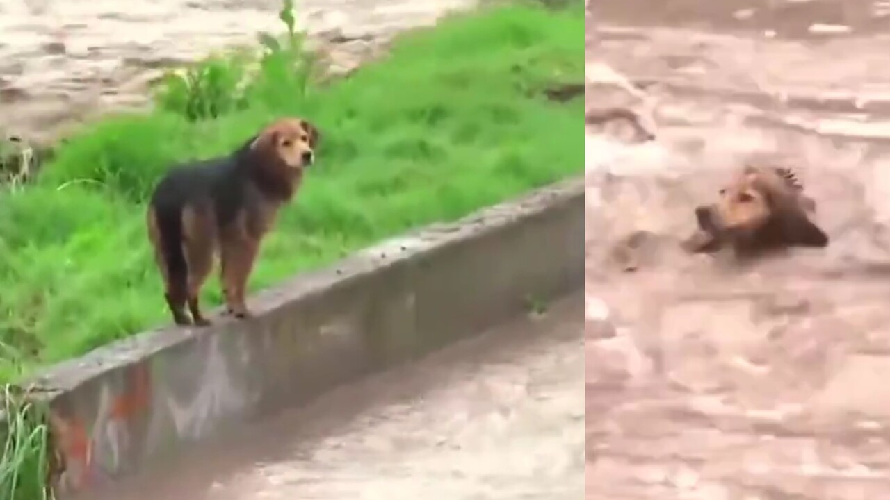 ¡Más de 4 horas de operativo y salió solito! «Morocho», el perrito que fue arrastrado por la corriente, logró salvarse y ahora busca hogar 1 morocho