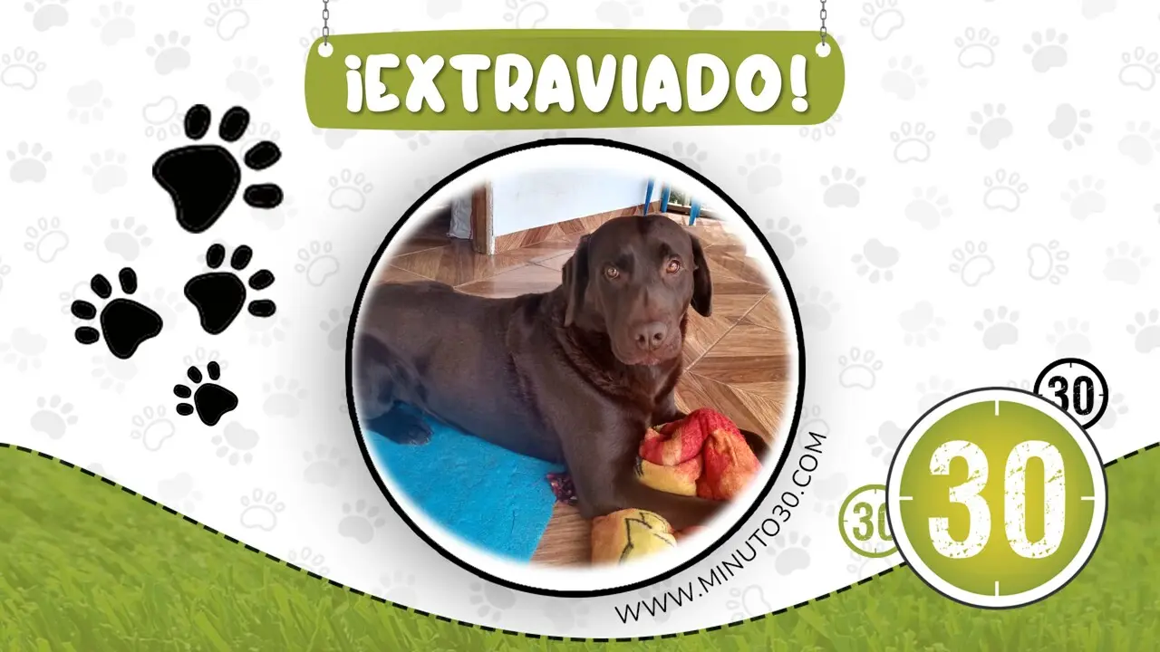 ‘Nicolás’ se perdió en Santa Elena: su familia busca al labrador chocolate de 10 años