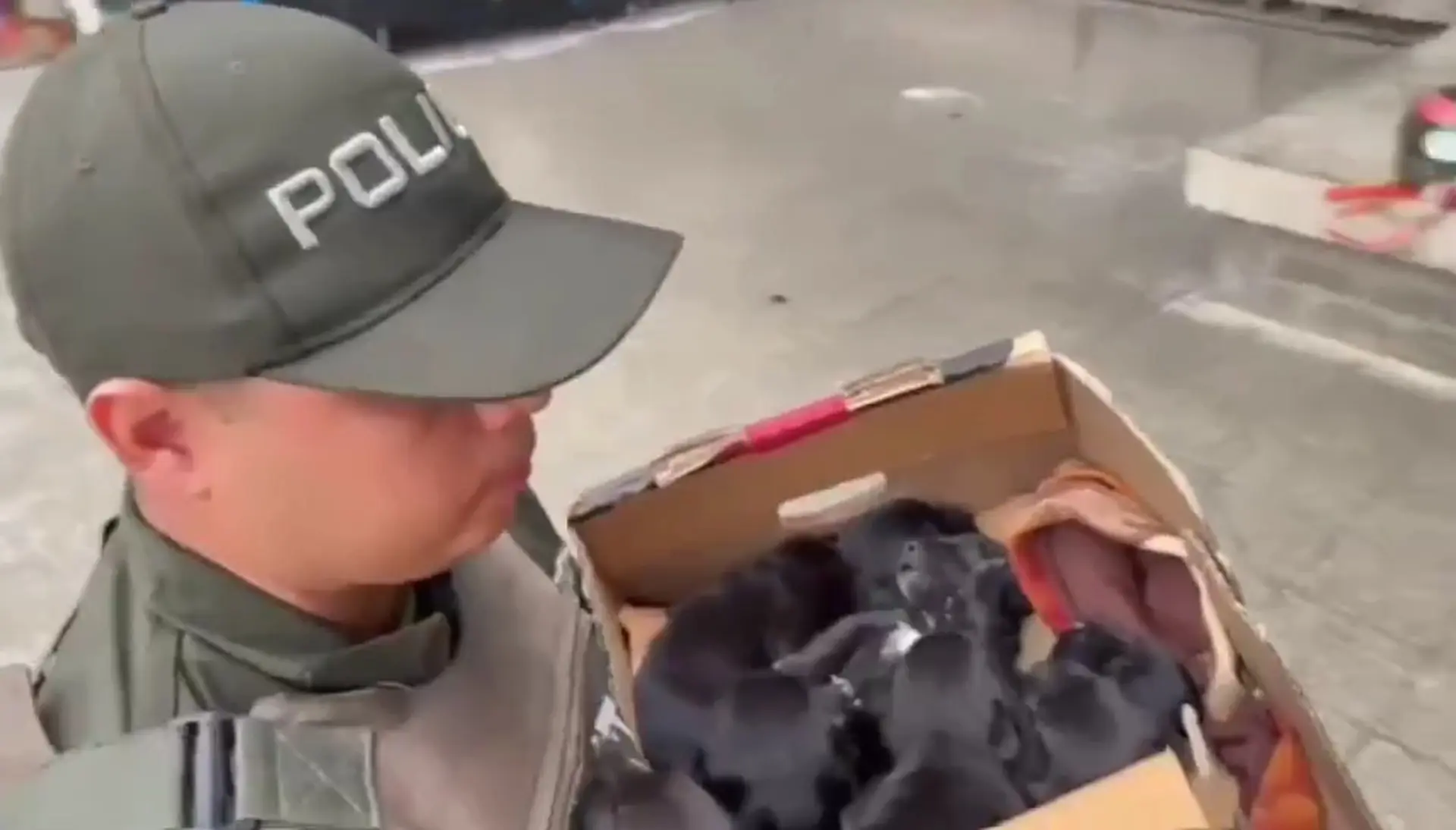 perritos en cali
