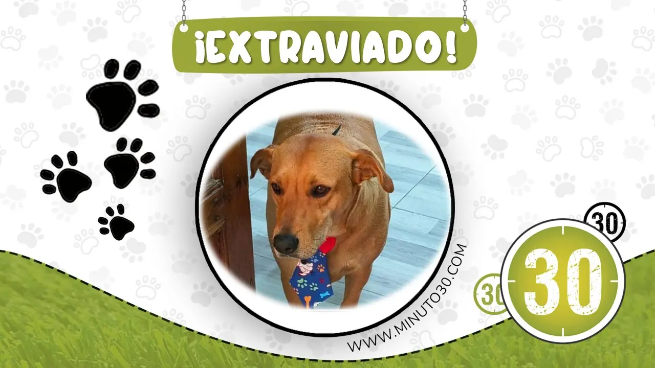 ¡Ayúdanos a encontrarlo! Rocky se perdió en la vereda El Carmín de Rionegro
