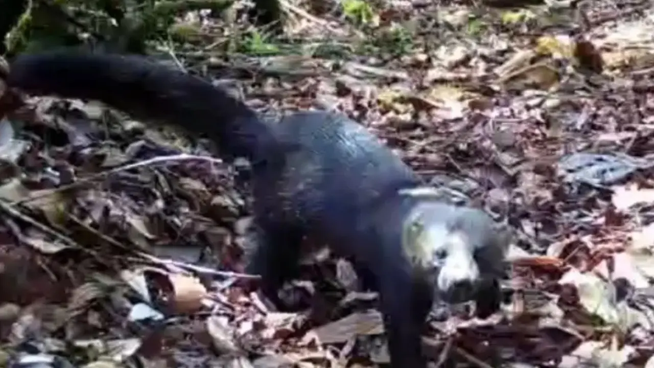 No es un gato ni una nutria: la tayra que captaron en Antioquia