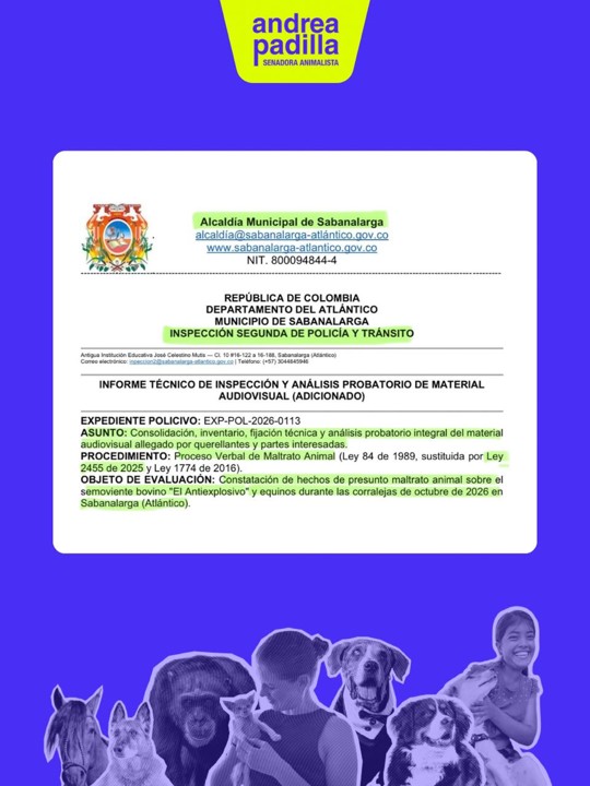 ¡No es tradición! Les llegó «la justicia» a los que prendieron fuego al toro en las corralejas de Sabanalarga 2 ¡No es tradición! Les llegó «la justicia» a los que prendieron fuego al toro en las corralejas de Sabanalarga