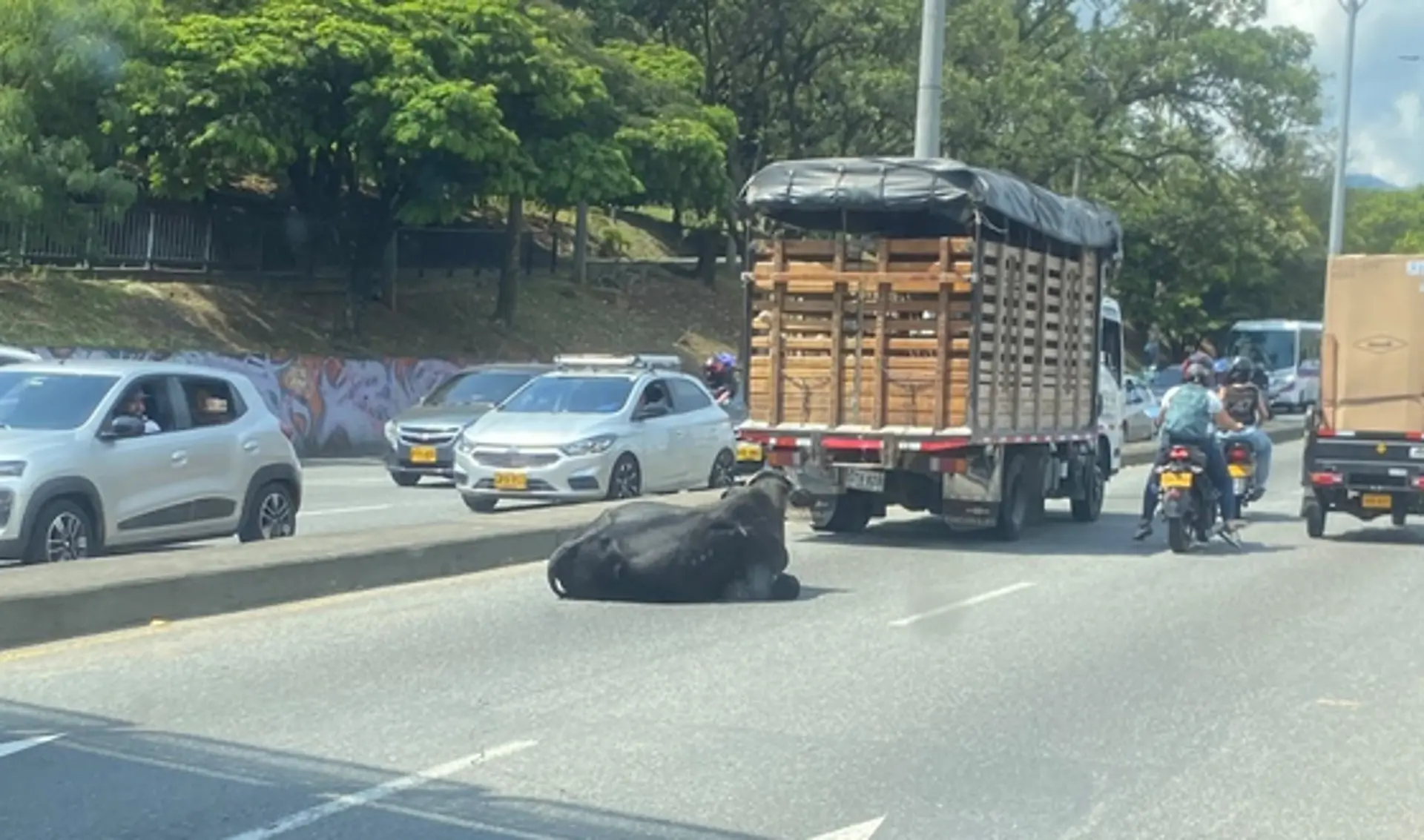 ¡La culpa es de la vaca! Mero taco en Parque Juanes, sentido sur - norte 2 vaca en la autopista norte